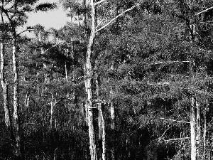 forest, of mangrove, national, Everglades, Park