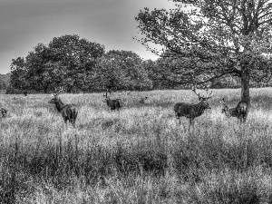 forest, Deer, Meadow