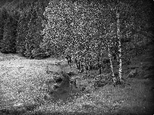 stream, birch, car in the meadow, forest, Meadow