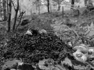 Mole, mushrooms, forest, Mound