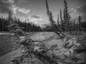 forest, Banff National Park, Plants, Bow River, Canada, Mountains, winter