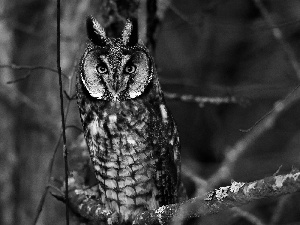 owl, viewes, Night, trees
