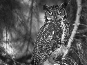 owl, forest