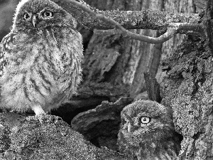 Owls, forest