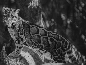 Panther, trees, forest, Misty