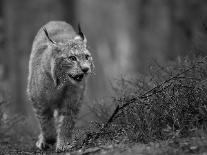 forest, Lynx, Path