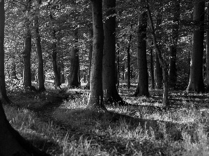 Path, forest