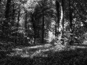 car in the meadow, forest, Flowers, Przebijające, luminosity, Spring, sun, flash, ligh