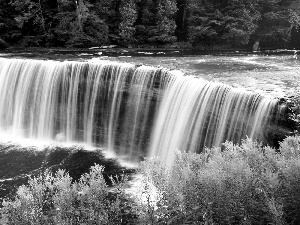 forest, waterfall, River