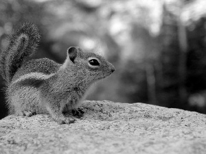 Rocks, forest, squirrel, Spadefoot, Chipmunk