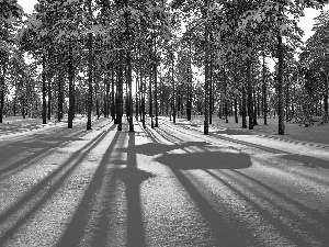 light breaking through sky, winter, forest