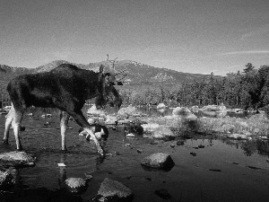 forest, Sky, River, Mountains, moose