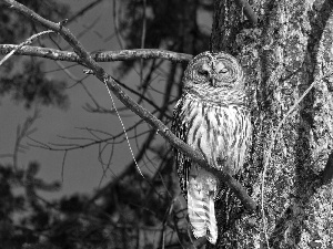 the sleeping, trees, forest, owl