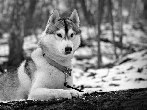 forest, snow, Blue, dog-collar, Husky