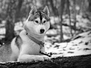 forest, snow, Blue, dog-collar, Husky