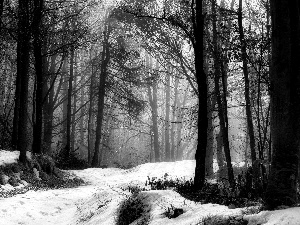 forest, Way, snow