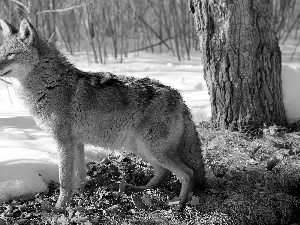 forest, Wolf, snow