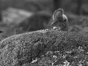 squirrel, Rocks, forest, magpie