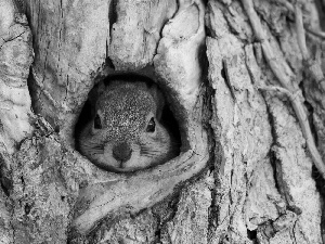 squirrel, trees, forest, hollow