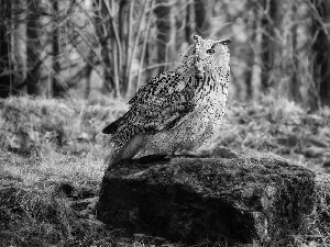 forest, Stone, mouse, litter, owl