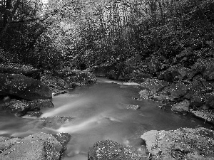 forest, River, Stones