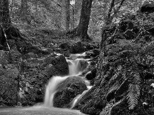 forest, waterfall, Stones