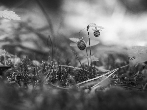 forest, plants, Strawberries