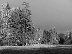 Sky, cloudy, forest, Meadow, luminosity, shadow, sun, flash, ligh