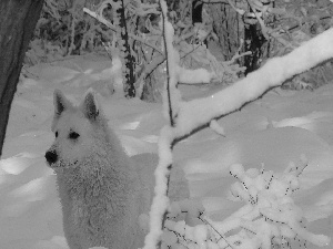 winter, White Swiss Shepherd, forest