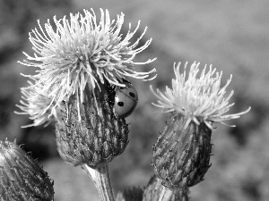 forest, ladybird, teasel