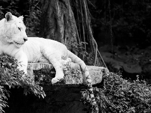 forest, White, tiger