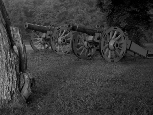 forest, cannon, trees