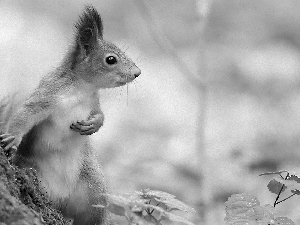 forest, squirrel, trees