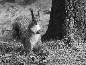 forest, squirrel, trees