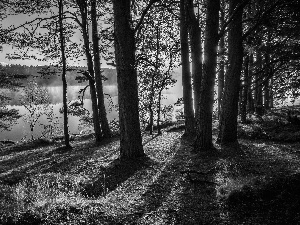 River, Scotland, trees, England, Kinrara, forest, viewes