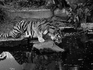 tiger, rocks, forest, watering place