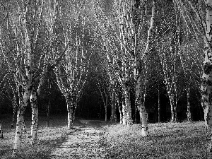 Way, dark, forest, birch