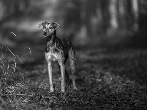 grass, dog, Way, forest, Leaf, Whippet