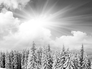 forest, winter, rays, sun, clouds