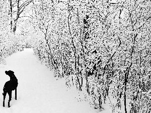winter, dog, forest, snow