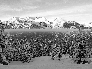 winter, Fog, forest, Mountains