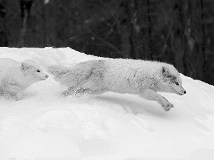 forest, winter, polar, hunting, fox