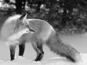 forest, Fox, winter