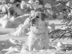 forest, winter, trees, viewes, Golden Retriever