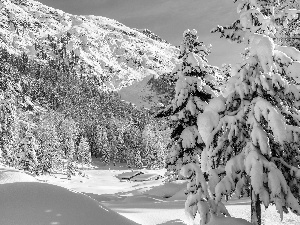 forest, Mountains, winter