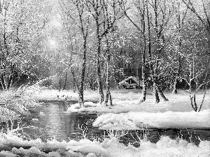 forest, picture, winter