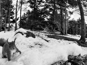 forest, squirrel, winter