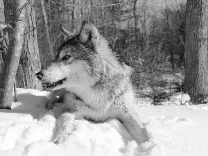 forest, Wolf, winter