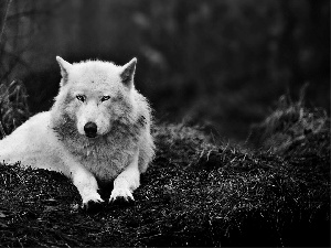 forest, White, Wolf