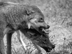 wolves, forest